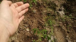 Влияет ли заглубление томатов при посадке на время их цветения?