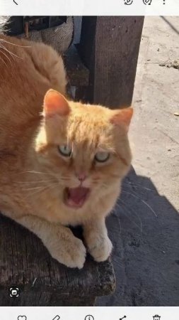 Кот Борюся поёт