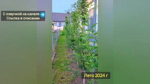 Ландшафтный дизайн колоновидного сада #колоновидныед