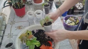 🌿ПОсадка черенков Акалифы.