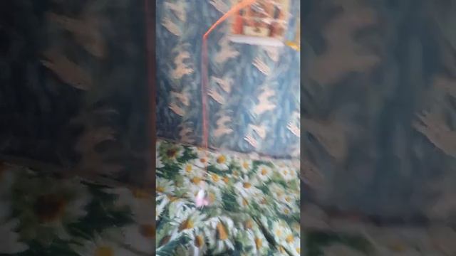 Багира залезла на антресоль смотреть онлайн