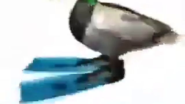 Утка кружится под битбокс Duck rotating under beatbox 1 час 1 hour смотреть онлайн