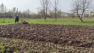 Мотоблок МТЗ-09Н пашет на весь плуг.