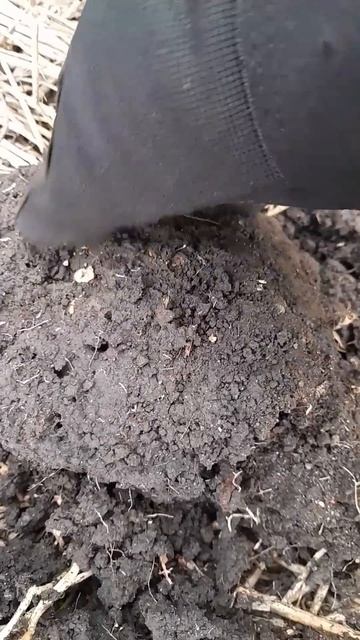 #монета #металлоискатель #поисксметаллоискателем #коп смотреть онлайн