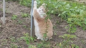 Своя первая клубничка! Окучили картошку. Сожгли старые окна.