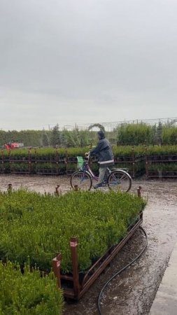 ЁЛЫ-ПАЛЫ, доброе утро понедельника!