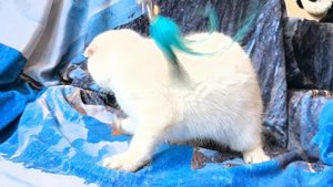 VID_20250506_112509.mp4