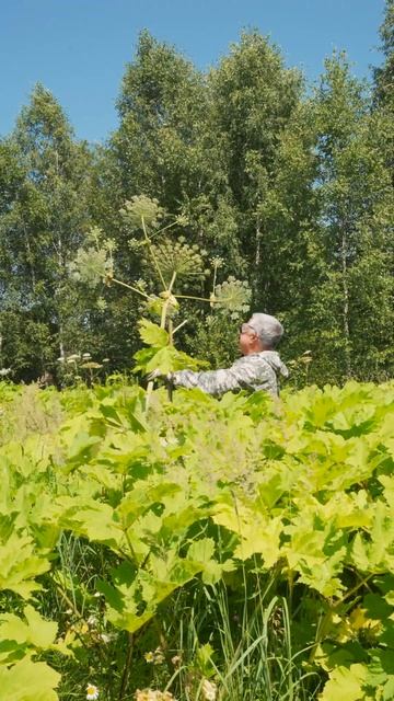 БОРЩЕВИК. Самый простой способ борьбы с борщевиком Со? смотреть онлайн
