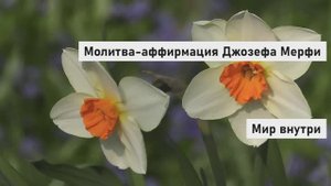 Молитва-аффирмация Джозефа Мерфи | Исполни желание за 14 дней