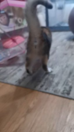 Кошка и зонт, 🤣🤣🤣#Кошкаизонт#КошкаМася #shorts