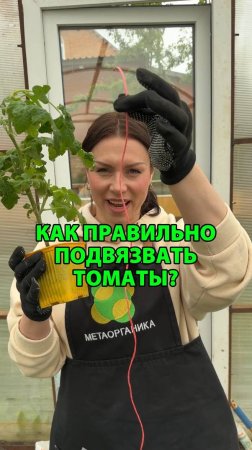 Как правильно подвязывать томаты?