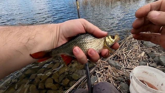 За уклейкой с поплавочной удочкой