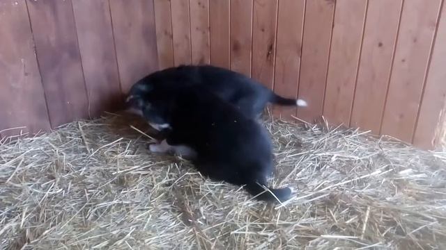 Щенки всл 37 дней. Любимая игрушка папина шапка смотреть онлайн