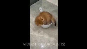 – У тебя большой кот – Немножечка, чайная ложечка