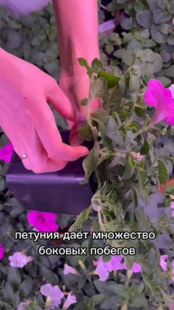 Что делать, если петуния вытянулась?