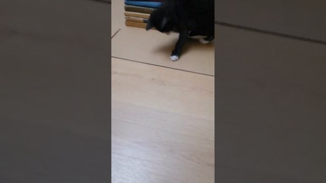 196 - Ластики - новое увлечение Малыша смотреть онлайн