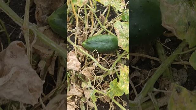 Обзор грядок-Помидор, Огурцов и Перца-5 сентября, Мордо смотреть онлайн