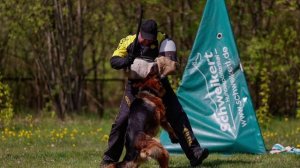 Замбо керунг