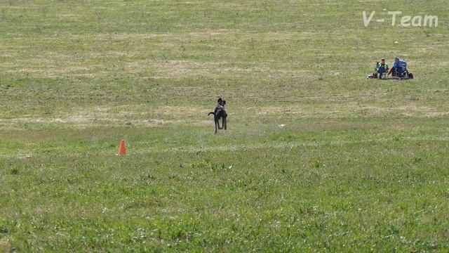 ИВ. FENIMORE COOPER IZ VOLSHEBNOGO LESA (красн) - MILIY ZVER CINCINNAT (бел). CACIL-2017, МО. смотреть онлайн