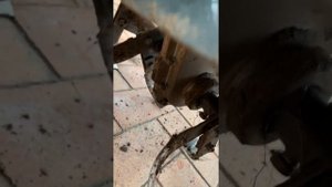 Мотокультиватор Sterwins-2