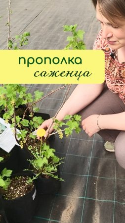 Прополка САЖЕНЦЕВ из ПИТОМНИКА