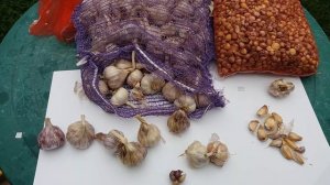 Гермидор. Сорт чеснока французкой селекции. Обзор и ег