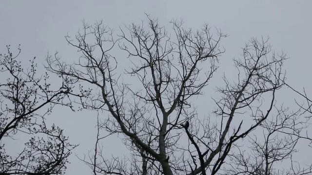 Дятел смотреть онлайн