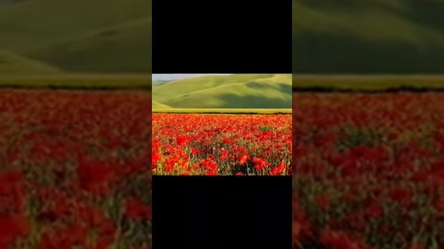 Сиқырлы әлем, тербеттің... Гүлнар Шамшиеваның әні мен сөзі. орындаған - автор. смотреть онлайн