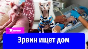Спасённый российскими танкистами кот ищет дом на Ставрополье