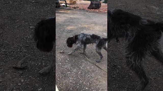 19 августа 2023 г. Стойка Дратхарра смотреть онлайн