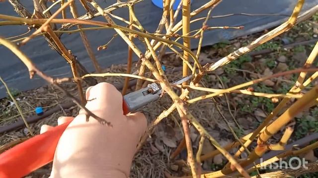 Омолаживающая обрезка кустов голубики. Удаляем все ст