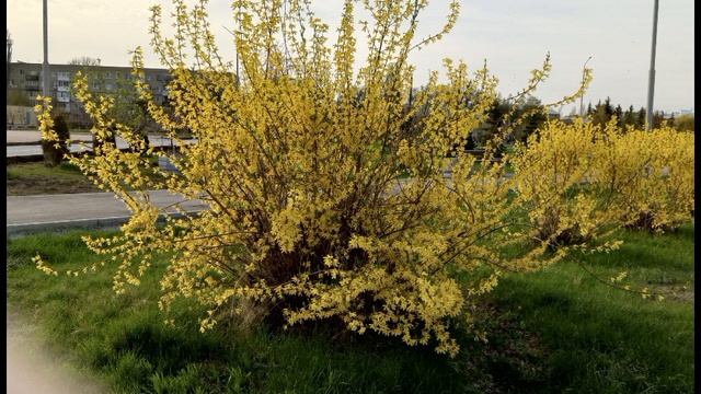 Песня Carol of the bells смотреть онлайн