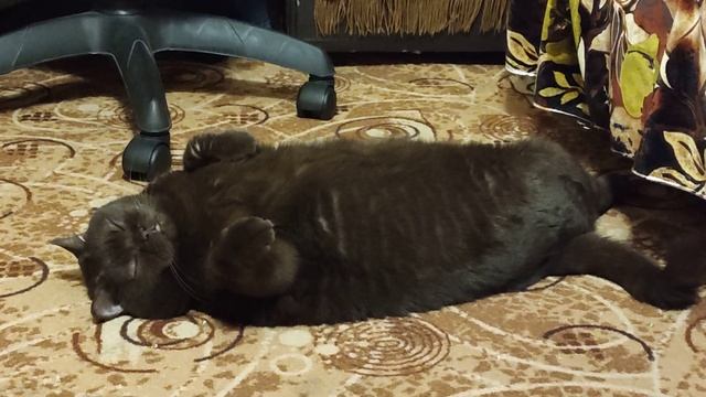 Спи моя радость усни. смотреть онлайн