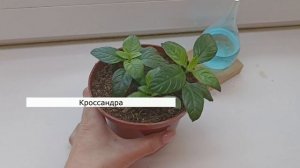 Мои лучшие ЦВЕТЫ в 2024 году 🚀 Советую посадить их всем и каждому