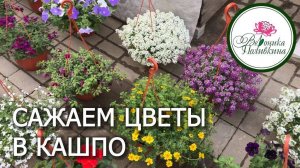 Сажаем цветы в кашпо