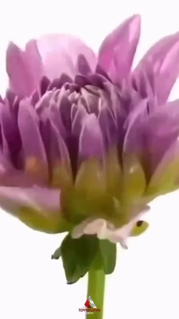 #ТерриторияАвто #АвтоПодЗаказ #АвтоИзКитая #АвтоИзЯпонии #ПвтоИзКореи #Владивосток #ЗаказатьАвто смотреть онлайн