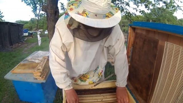 Вывод маток, в лежаке. смотреть онлайн