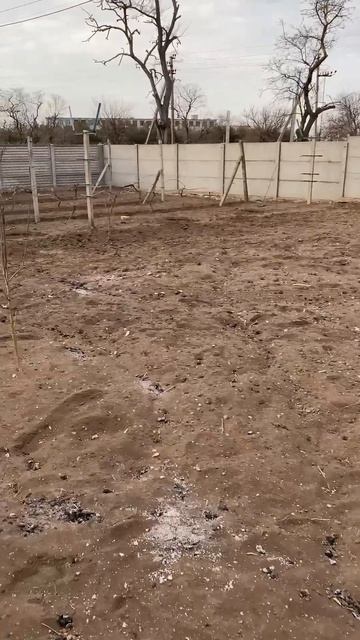 Обрезка персика