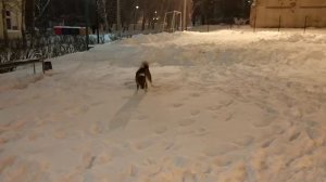 Прогулки в снегу(1)