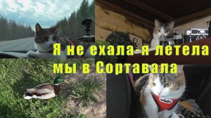 ДОМЧАЛАСЬ ДО СОТРАВАЛА/  САМА В ШОКЕ/ 16 и 17 мая 2025