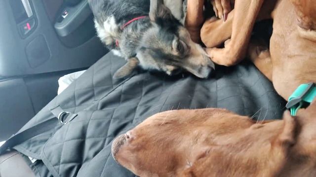 01.04.2022 Ночью выпал снег.