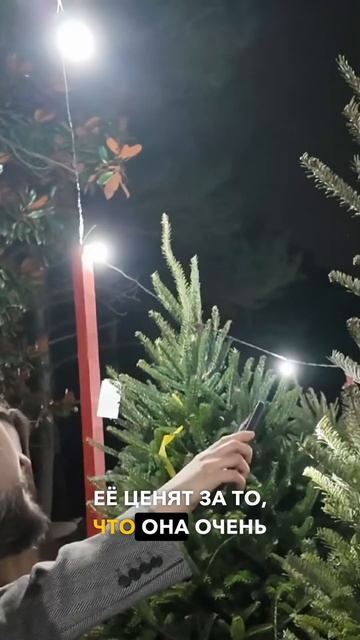 Секрет популярности пихты Фрейзера в США! Почему её вы смотреть онлайн