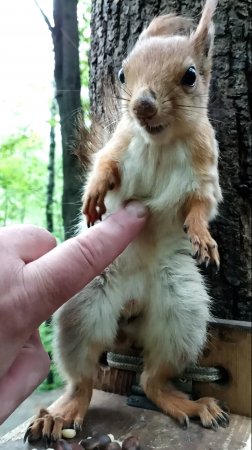 Забавная белка
