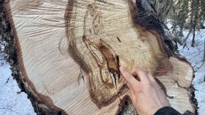 СУВЕЛЬ БЕРЕЗЫ. ЧТО ЭТО ТАКОЕ, КАК ВЫГЛЯДИТ И ЗАЧЕМ ИХ И?