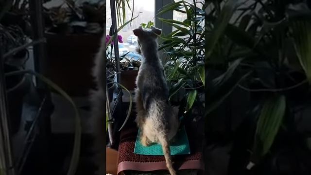 в засаде! Лёня может сидеть на тумбочке часами и наблю? смотреть онлайн