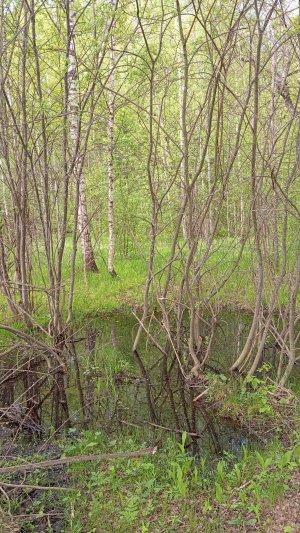 Качели весны.25