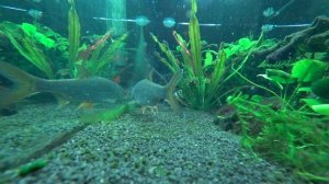 Плотва в аквариуме