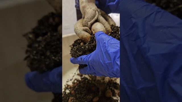 Пересадка взрослого адениума. адениум садоводничест