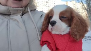 Первая прогулка Кавалер Кинг Чарльз Спаниель / одежда