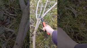 Секатор для толстых веток.